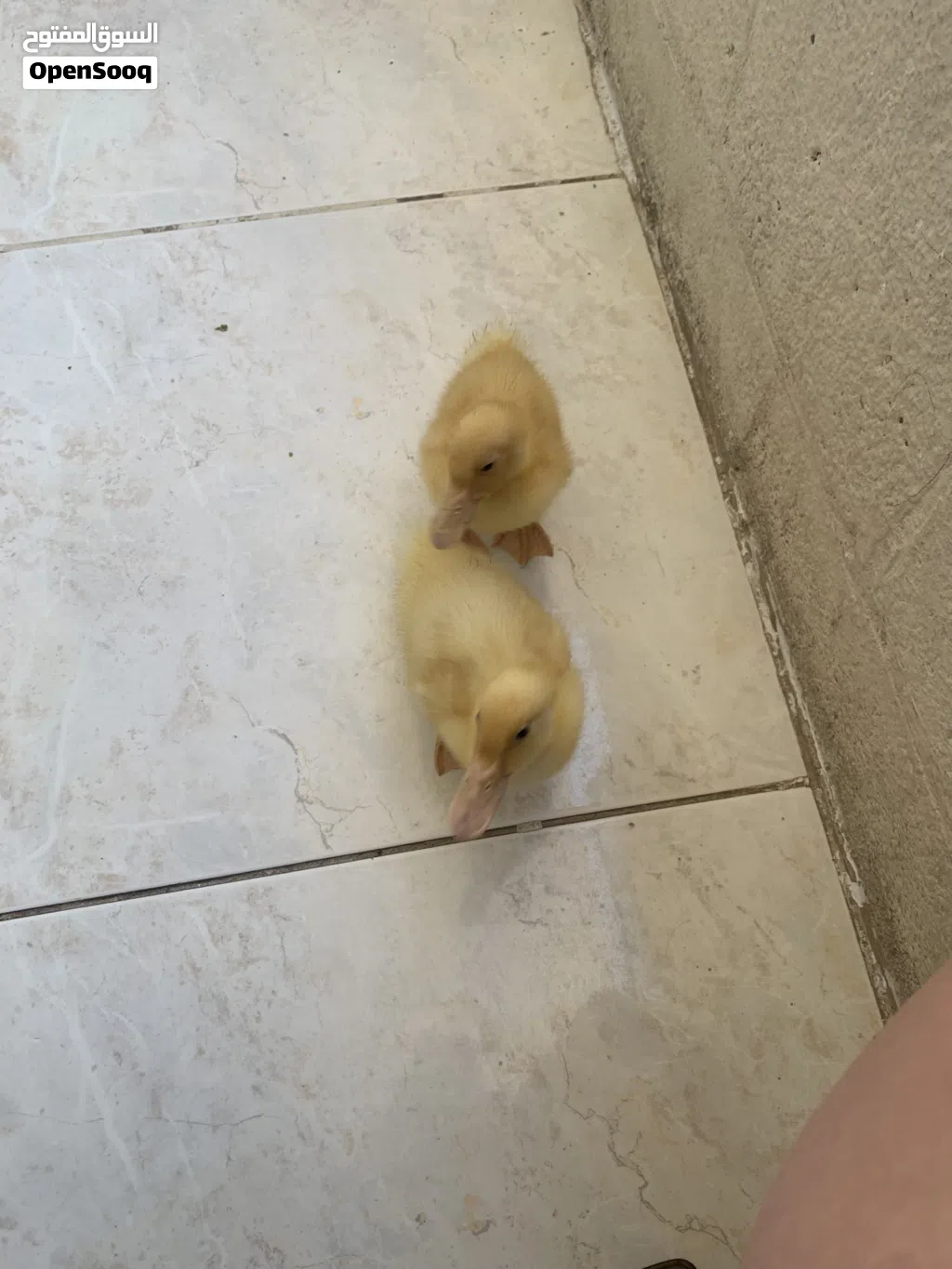 بطيتين لون اصفر ذكر وأنثى