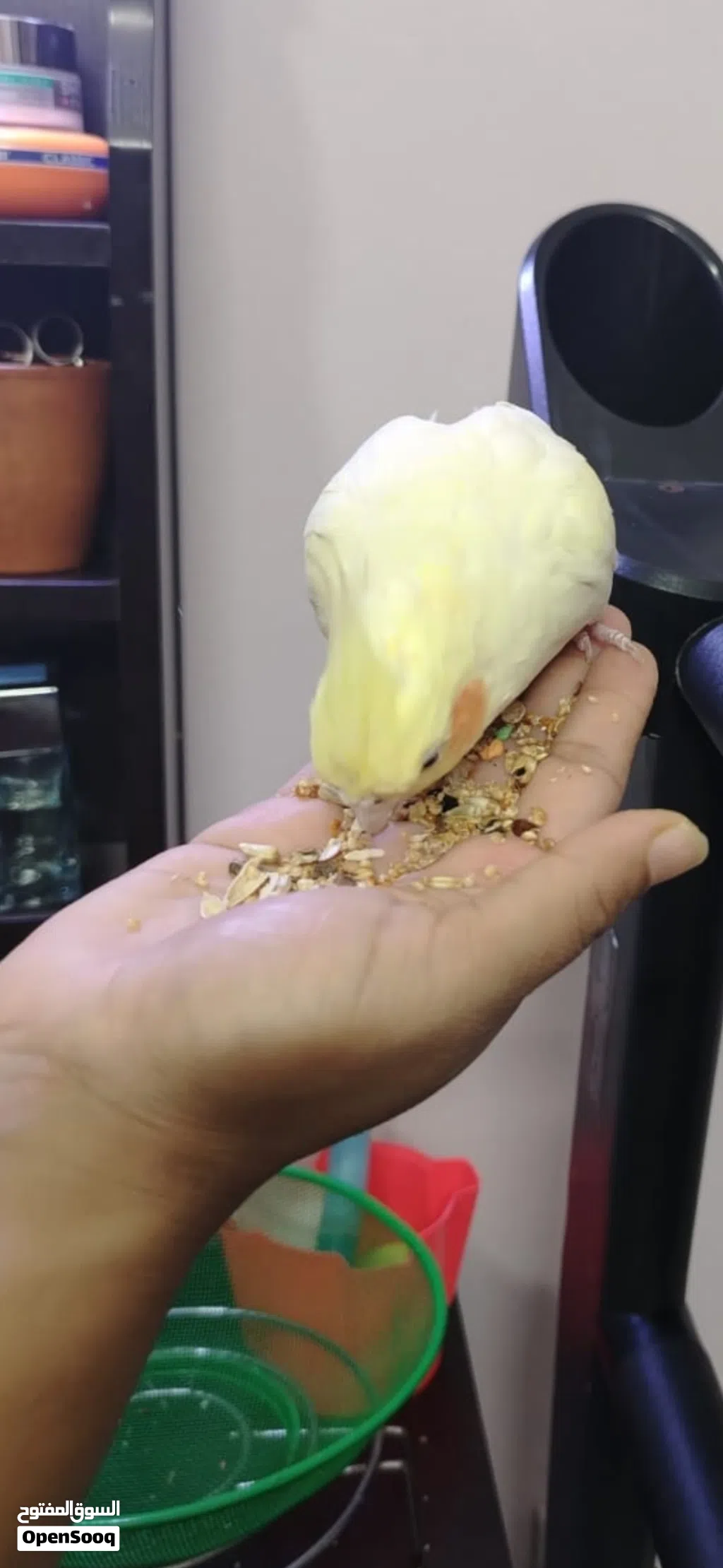 Beautiful white yellow cocatail bird available for sale with cage and food