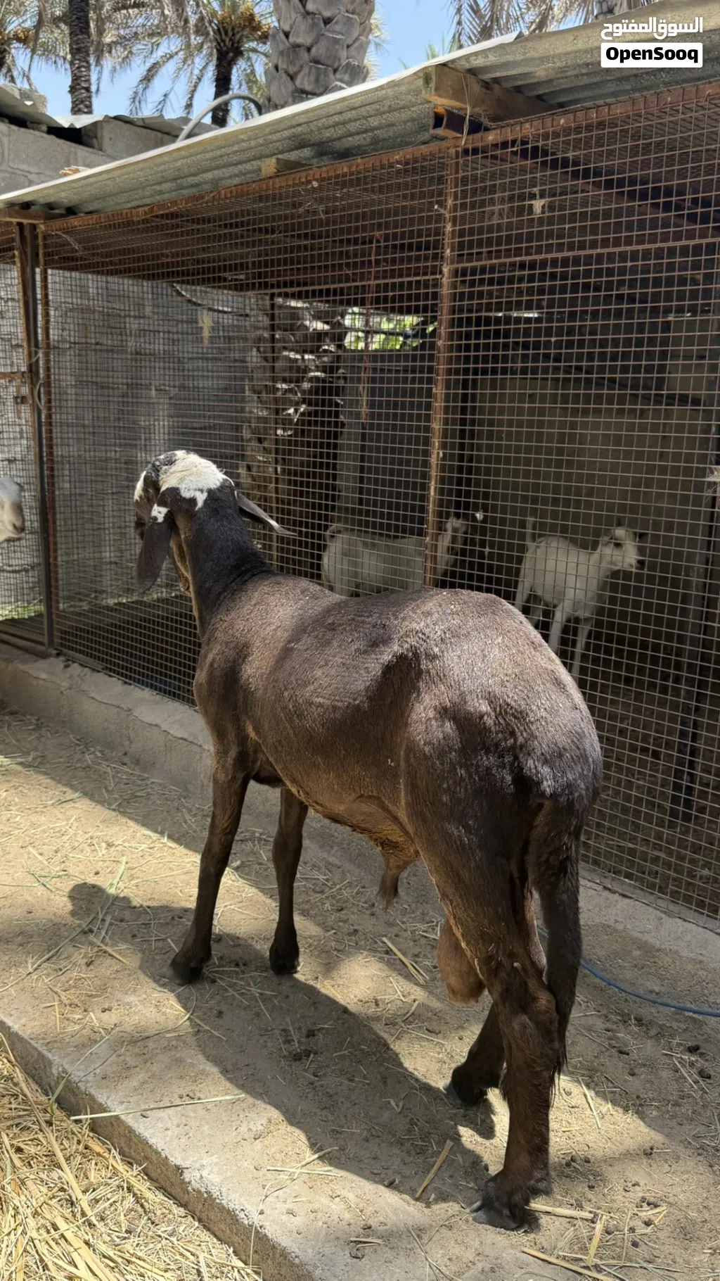 كبش سوداني سواكن