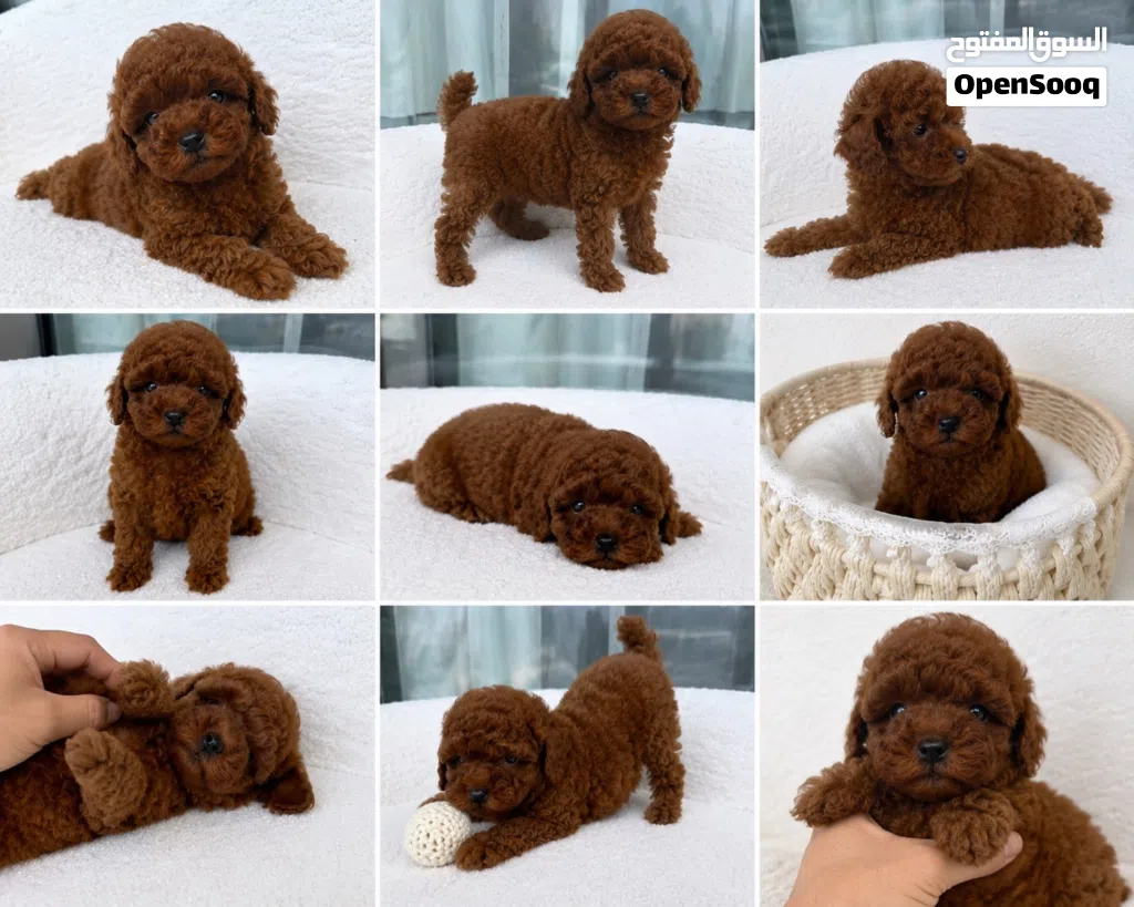 korean toy poodle T_cup