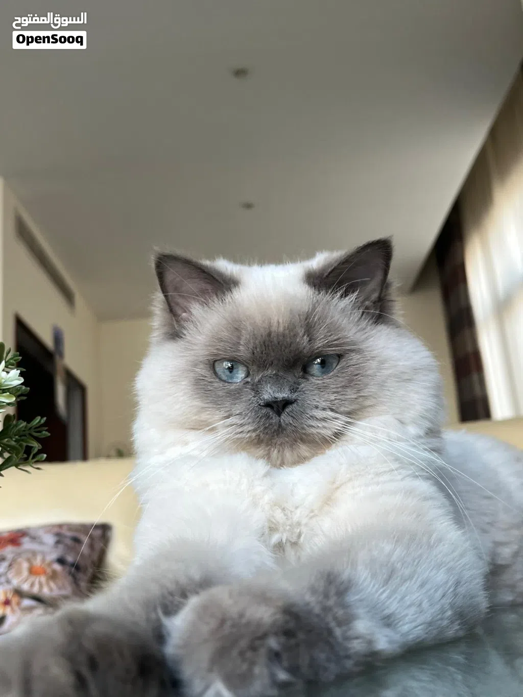 Cat for Adoption