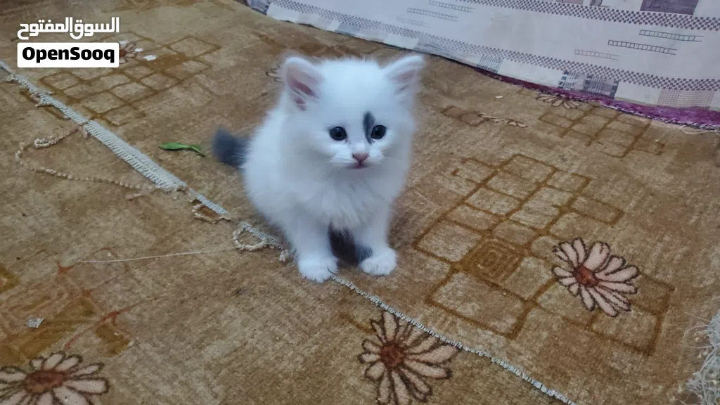 قط مااعرف نوعة مثل ماموضح بصورة