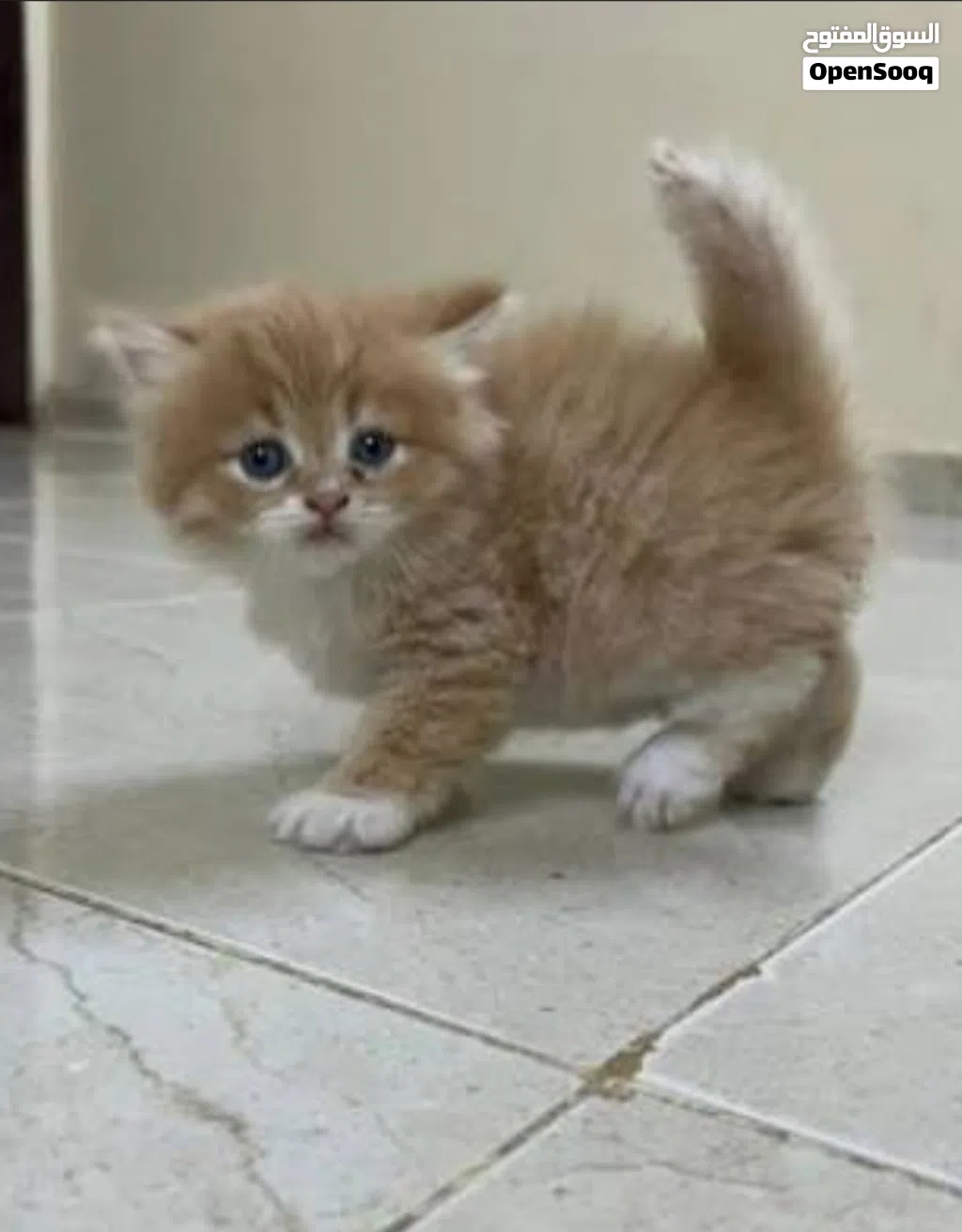 الذي معه قط شيرازي او هملايا يشتي يبيعه ب 15,000 وما تحت يدخل يكلمني عنر شهرين وماتحت