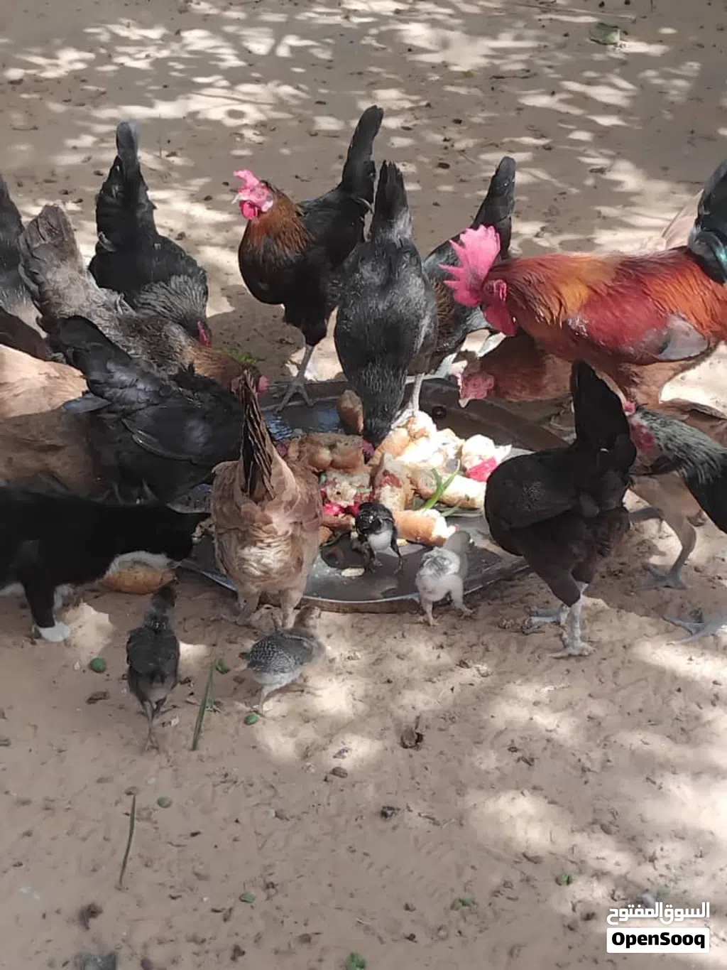 دجاج عربي للبيع اكثر من عشرين دجاجة
