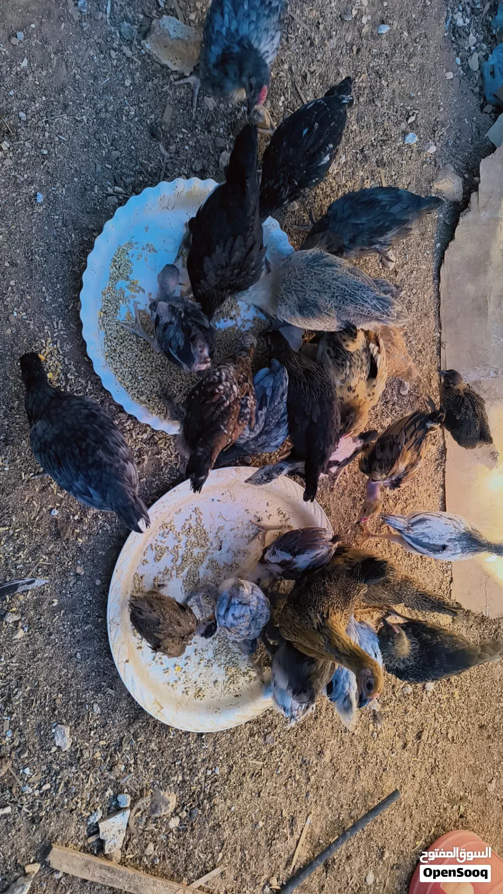 فرخات بلدي