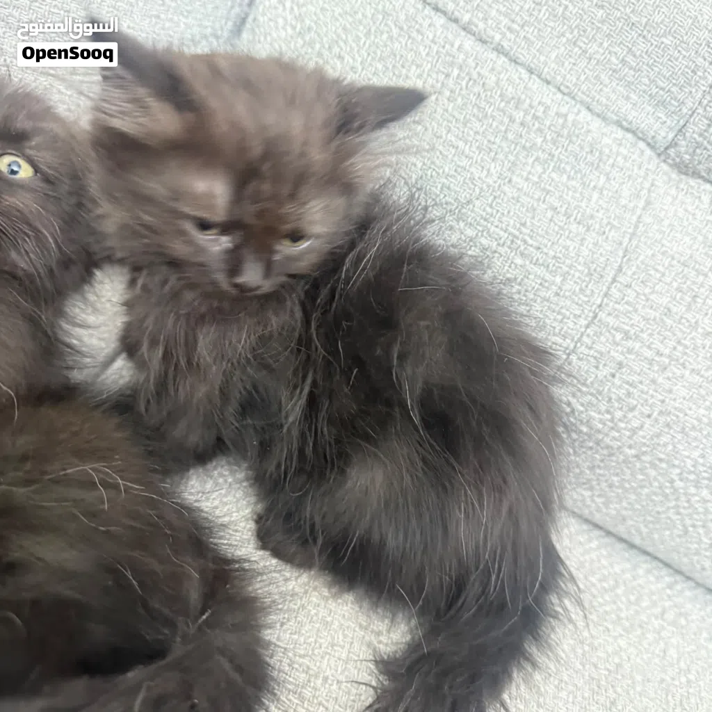 Persian cat