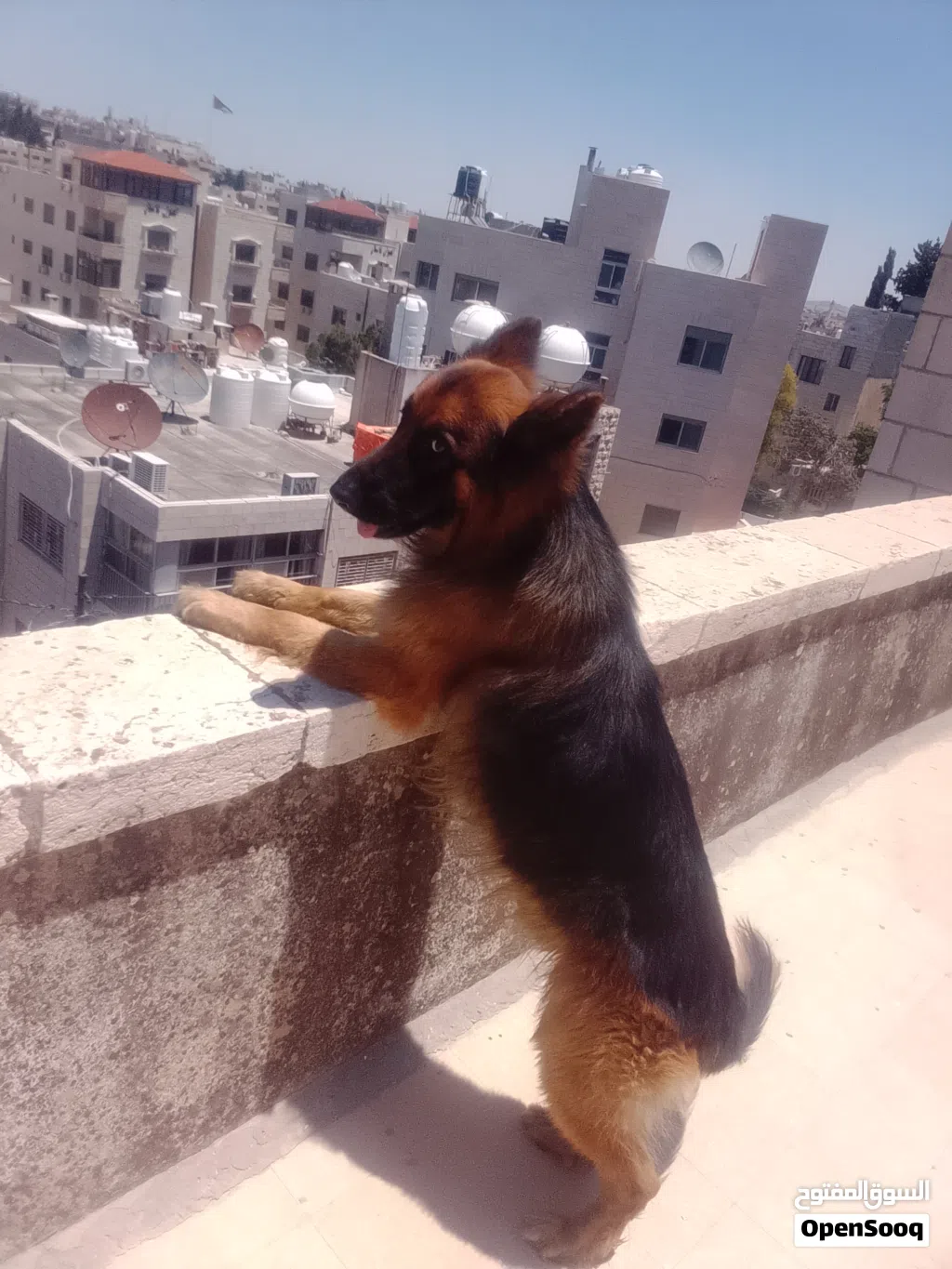 كلب جيرمن شيبرد بيور ، لونق هير ، كينج سايز