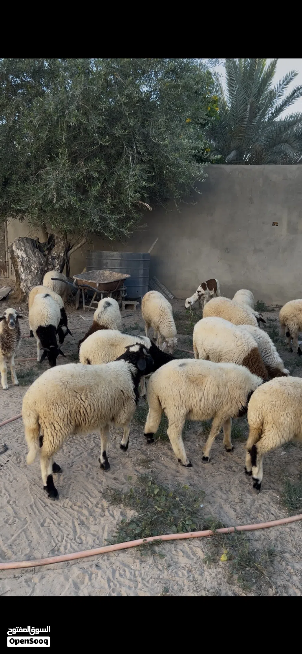 العدد 26 نص خرفان ونص فطايم ع 1250 جمله وساهل