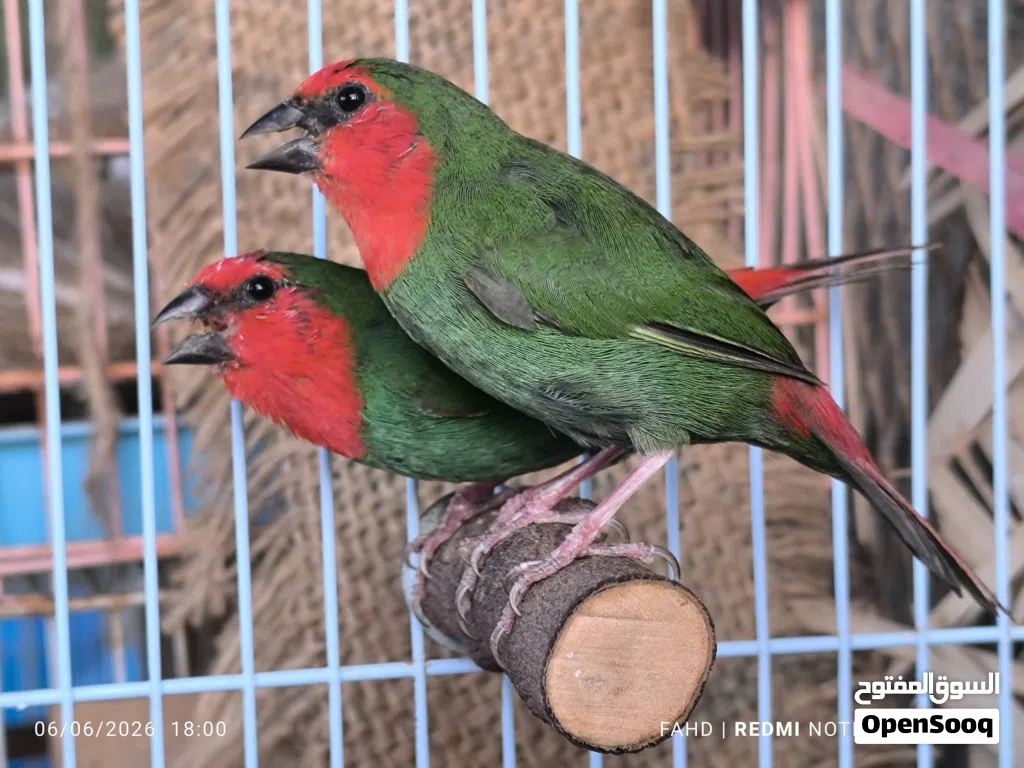 باروت فنش Parrot finches