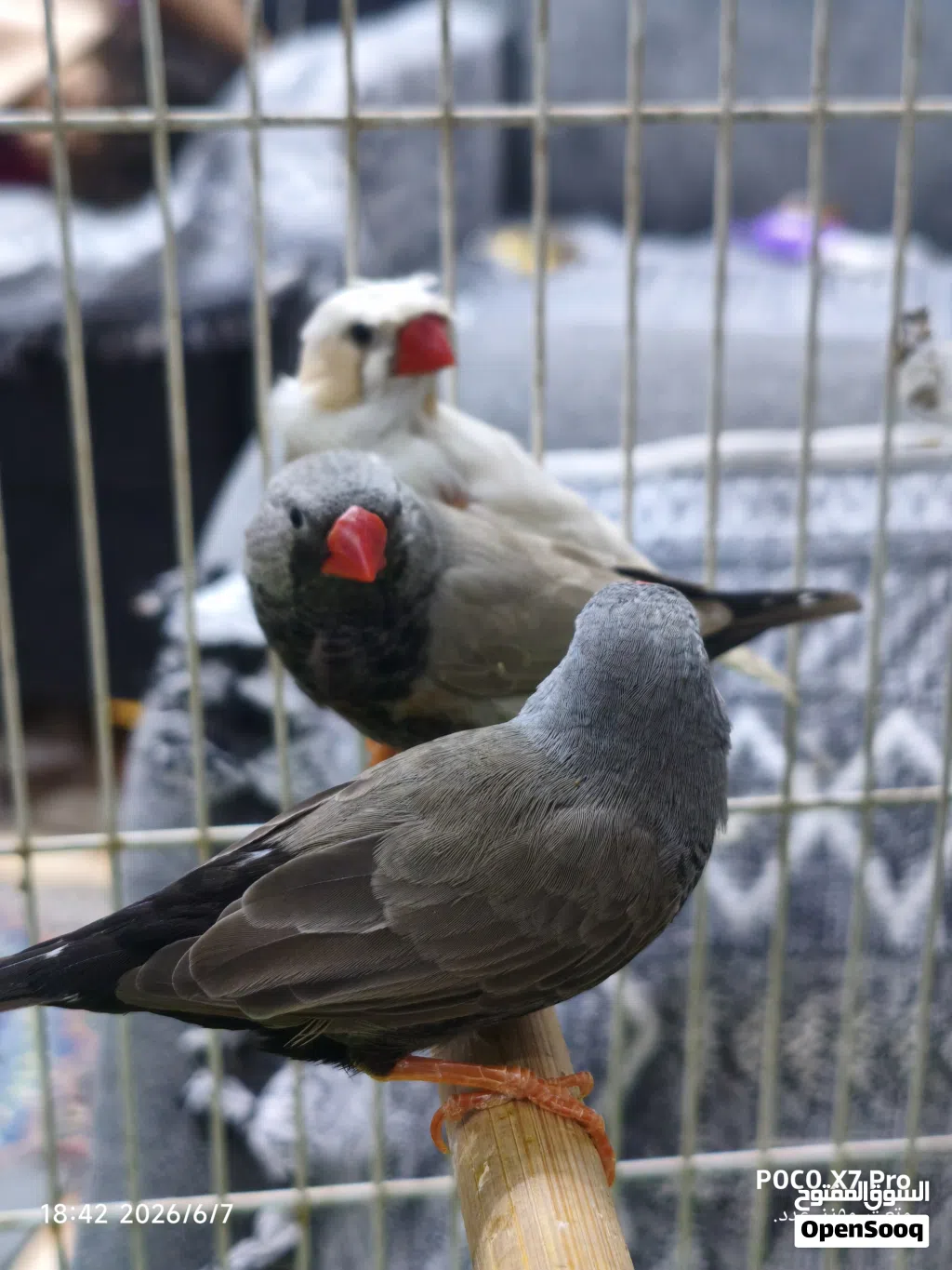3فحله 2شاركول واحد ويت كرست