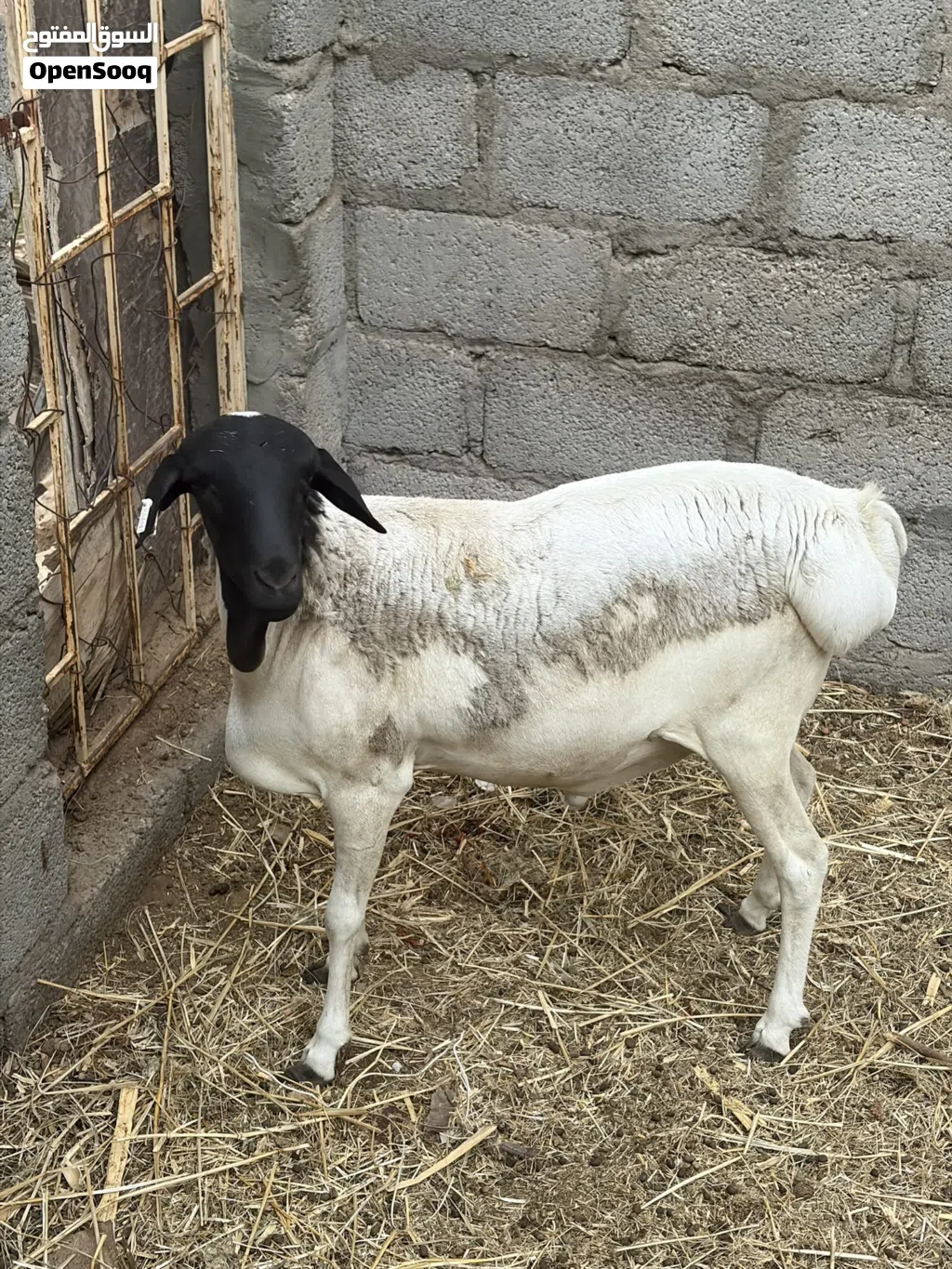 كبش صومالي للبيع