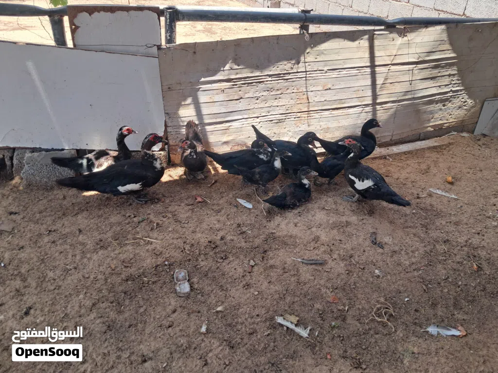 بط للبيع حاجه نظيفة اللهم بارك مصراتة