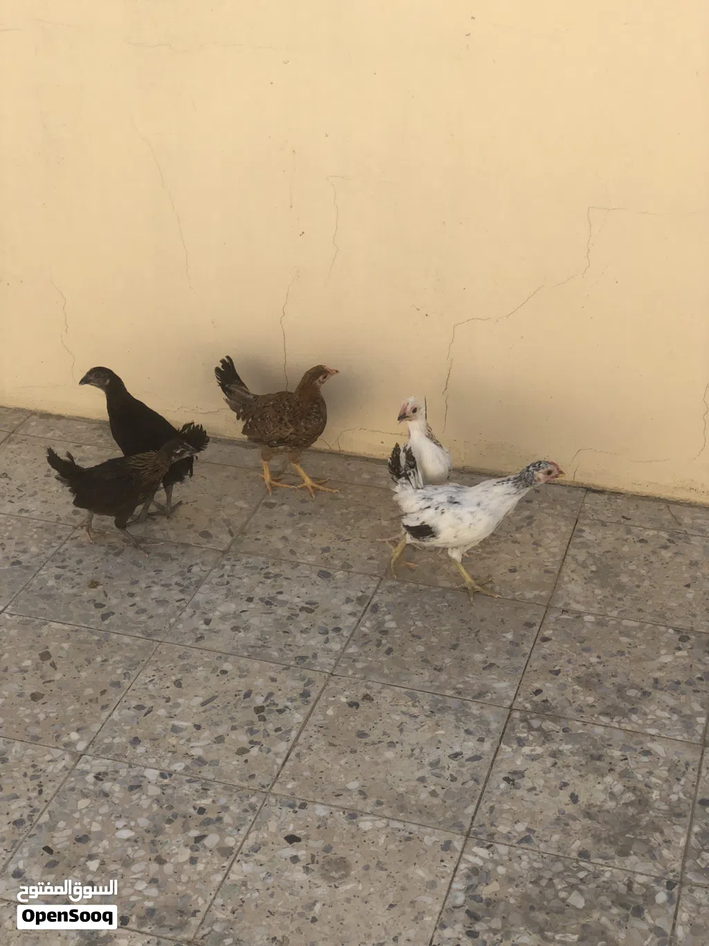 صيصان بلدي شهرين