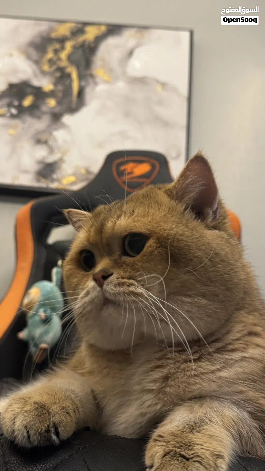 للبيع بسبب كثرة القطط عندي