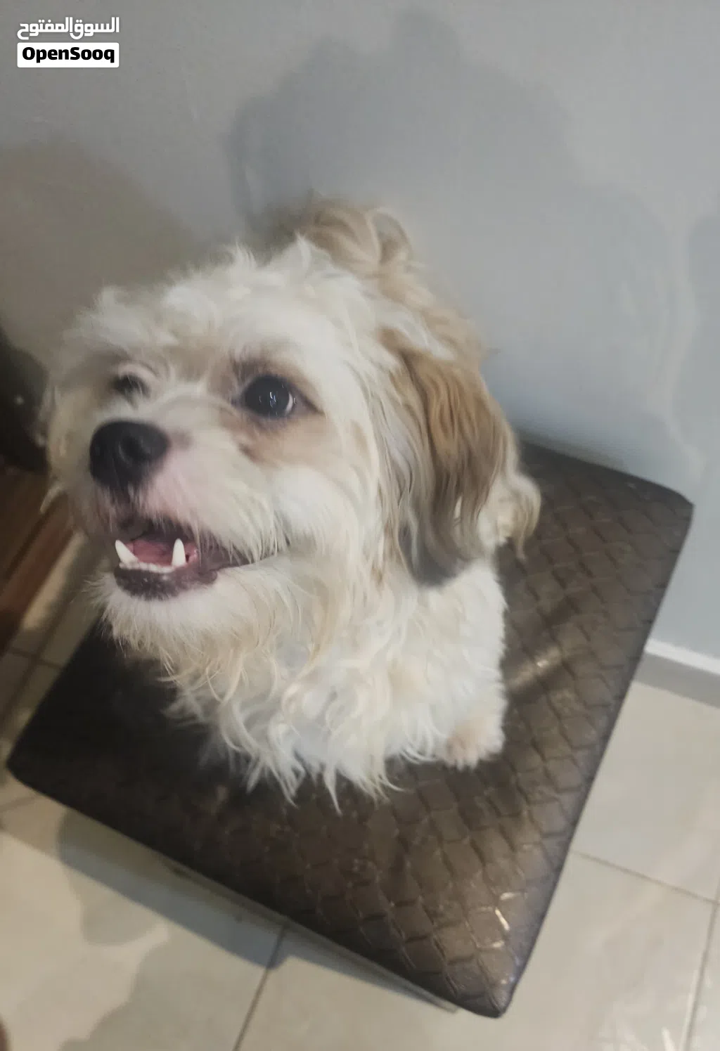 Two Male Purebred Maltese for sale!