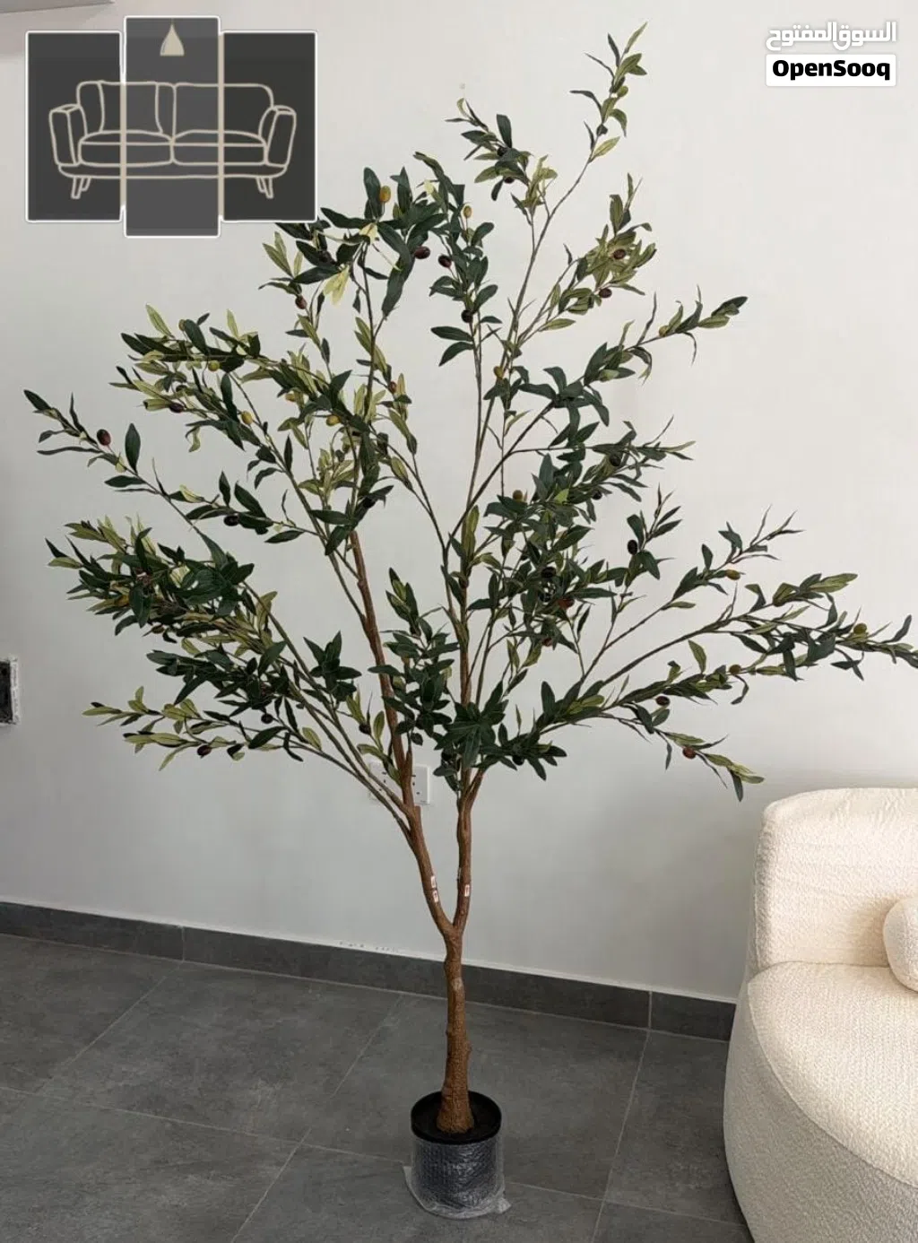 شجر الزيتون فخامة تكتمل بها لوحة منزلك جوده جدا Olive trees add a touch of luxury to your home's dec