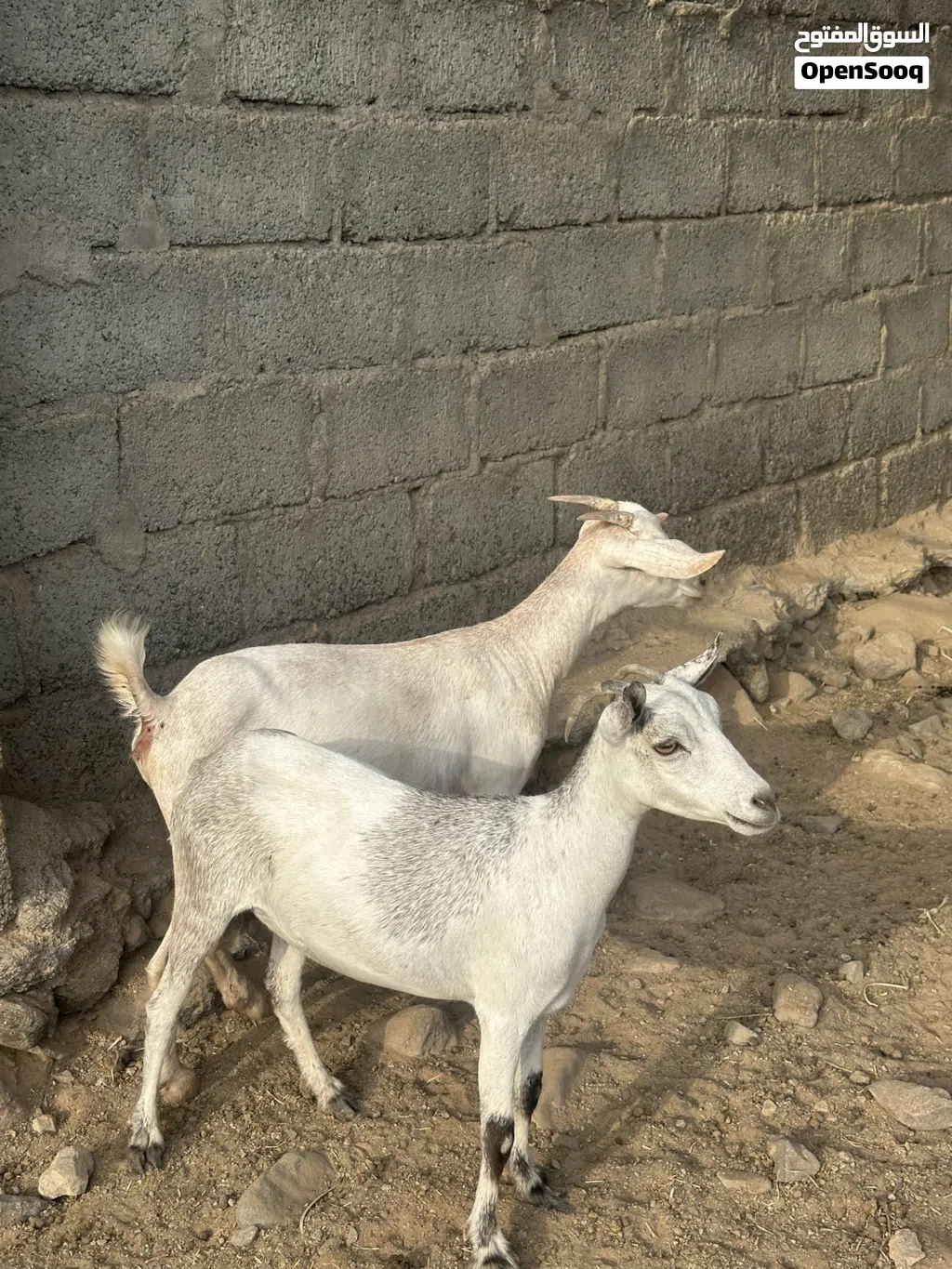 للبيع صخلات مال صلاله