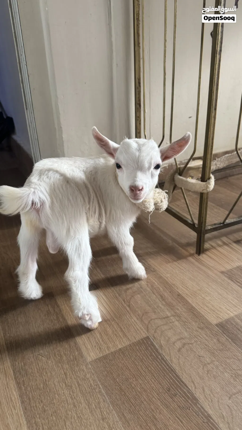 سخل صغير (جدي) عمر 3 اسابيع صحه ممتازة ونظيف جداً