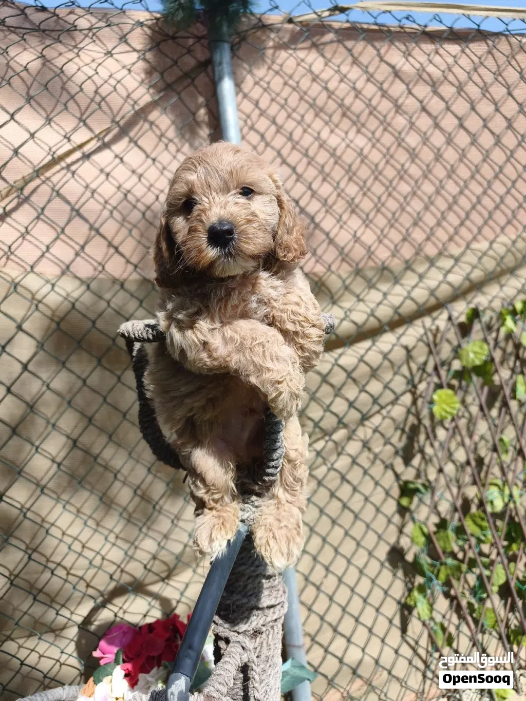 Cockapoo puppy