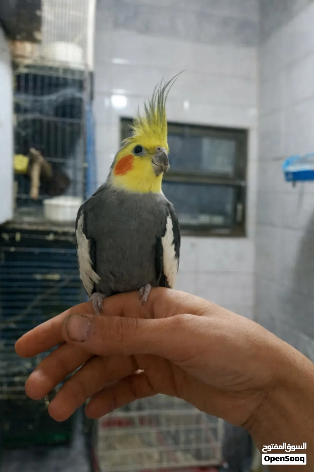 عصفور كوكتيل أليف للبيع @ ذكر حبشي أليف جدا السعر 25
