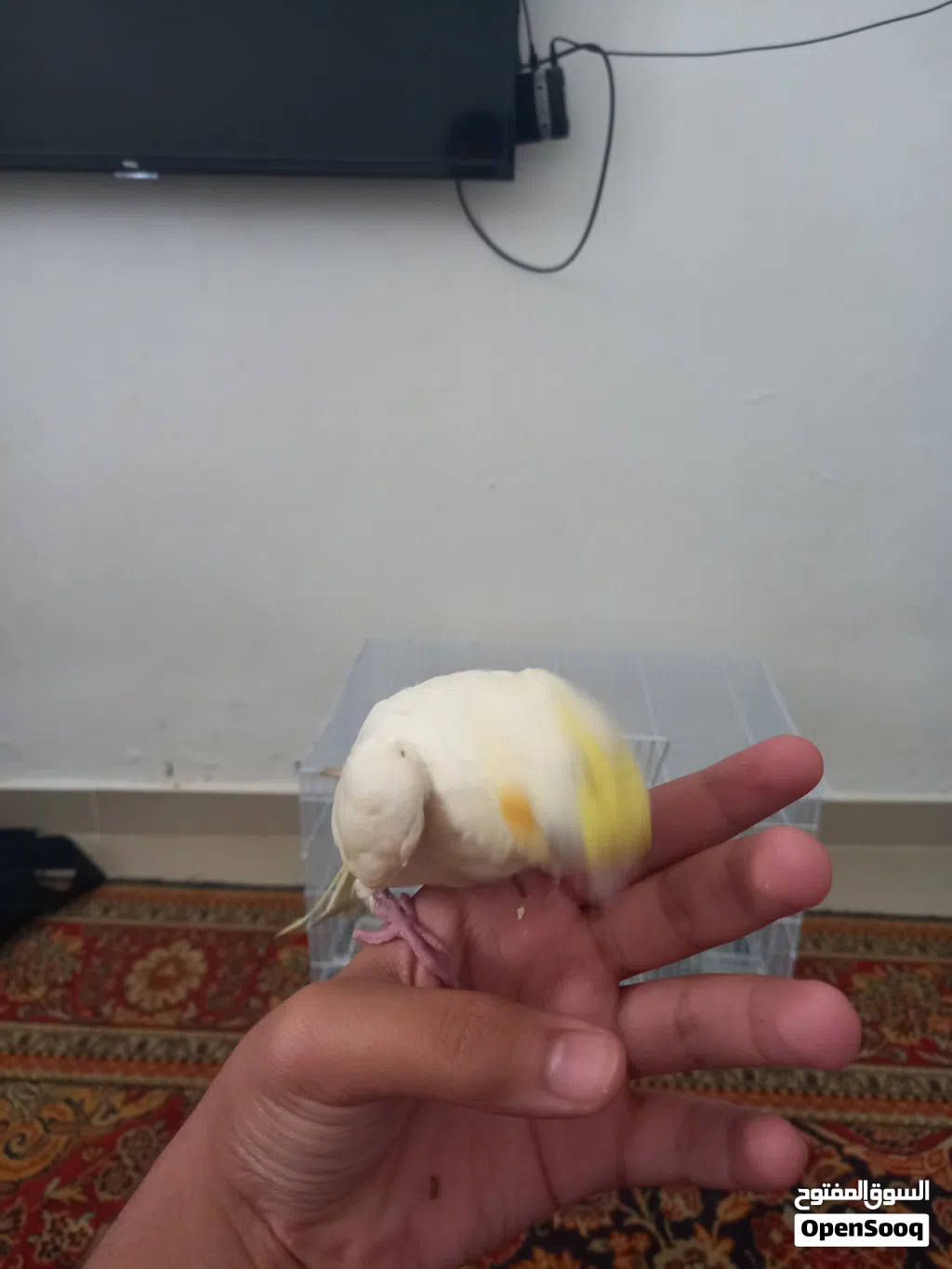 ببغاء كوكتيل لاتينو مروض فل
