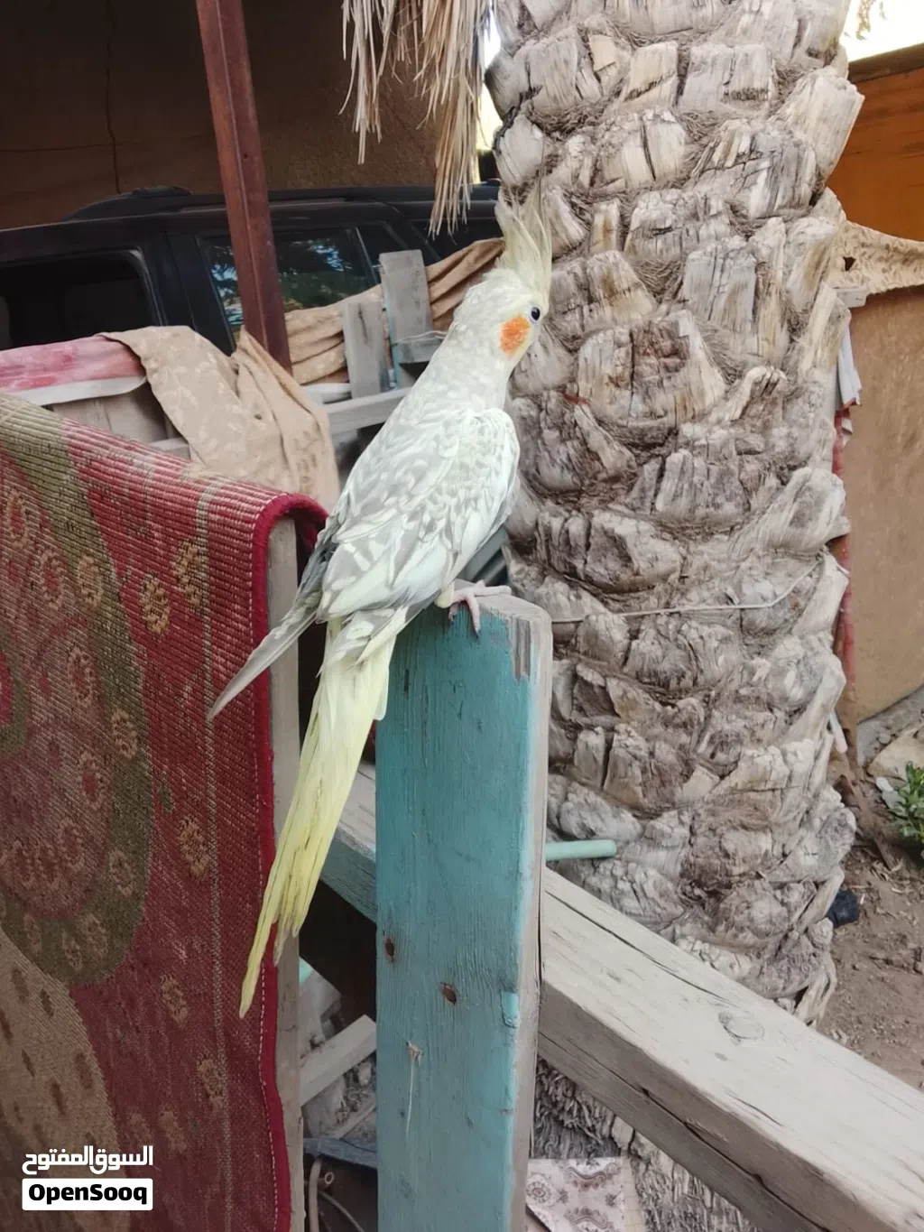 طير كوكتيل أليف