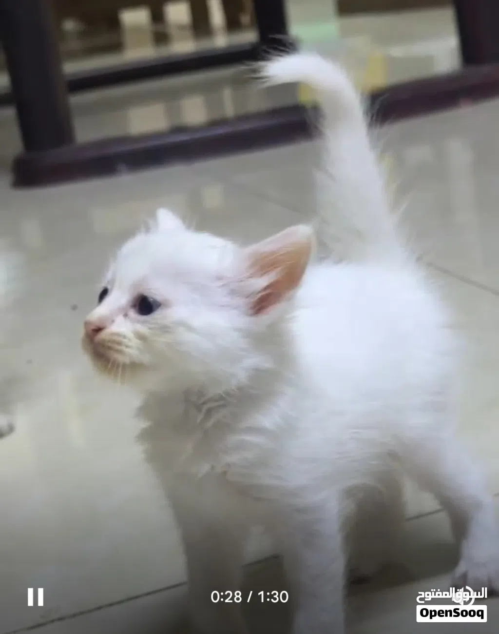 new born kitten