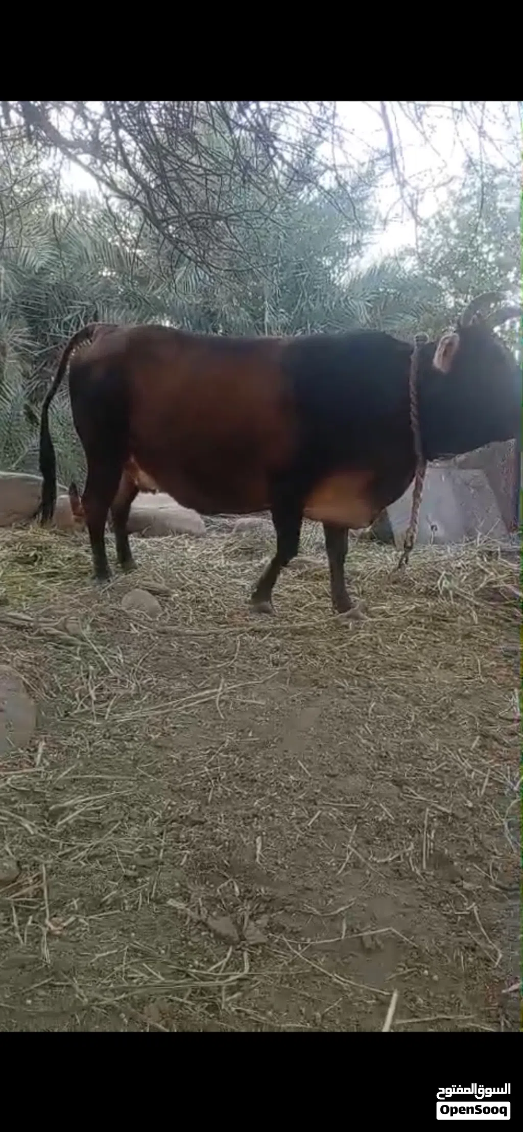 بقره فول سمنه شوف الفيديو
