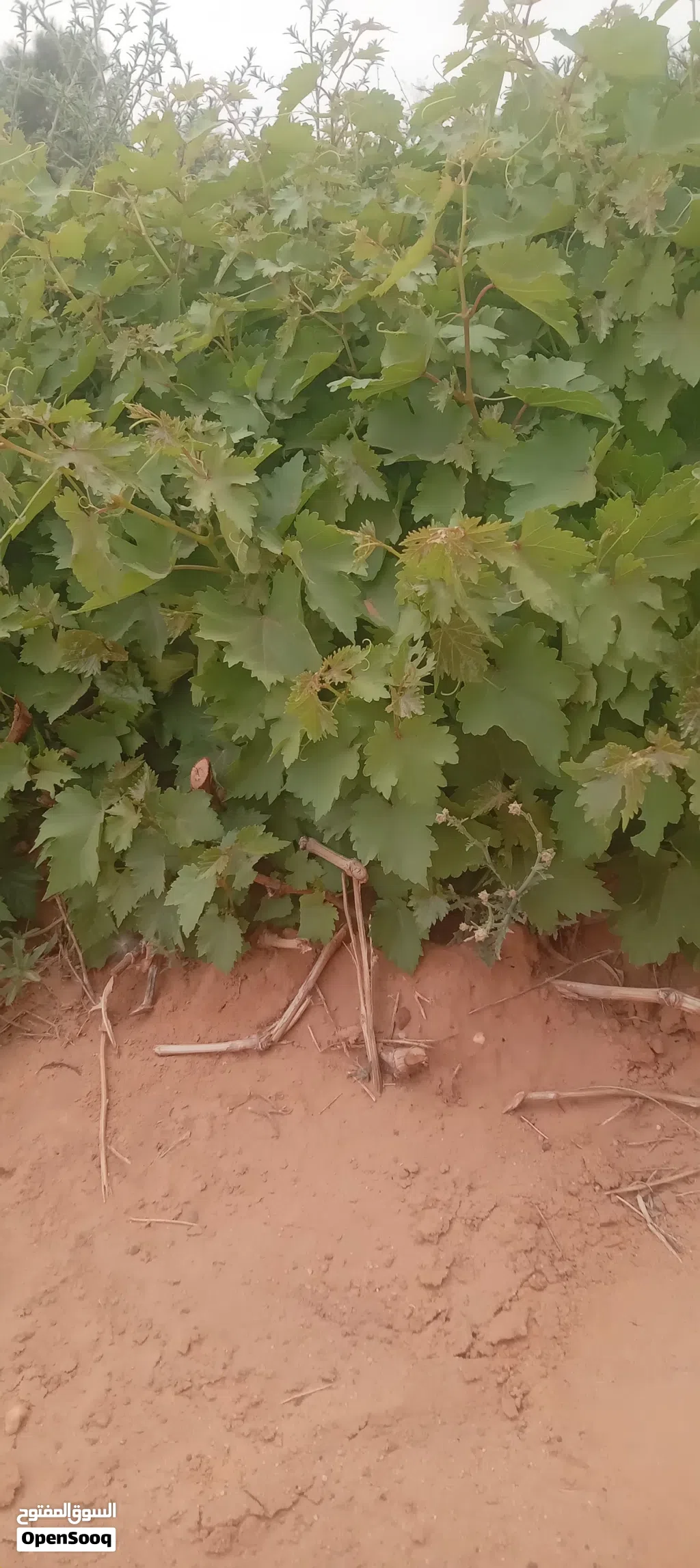 يوجد شتل عنب فراولة نوعية ممتازة للبيع