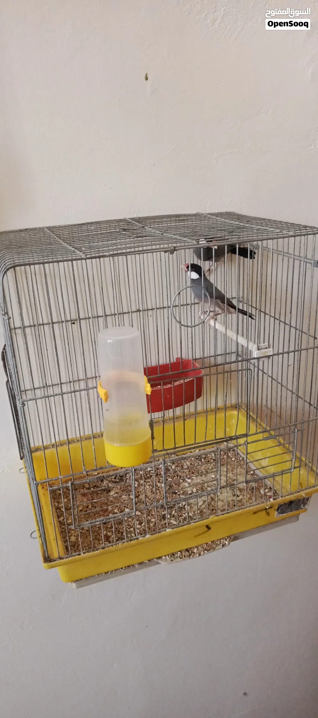 joel couple with cage