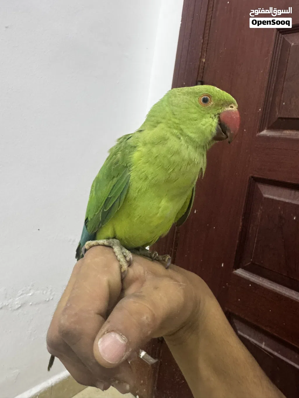 ببغاء دره هندي مفطوم جديد للبيع
