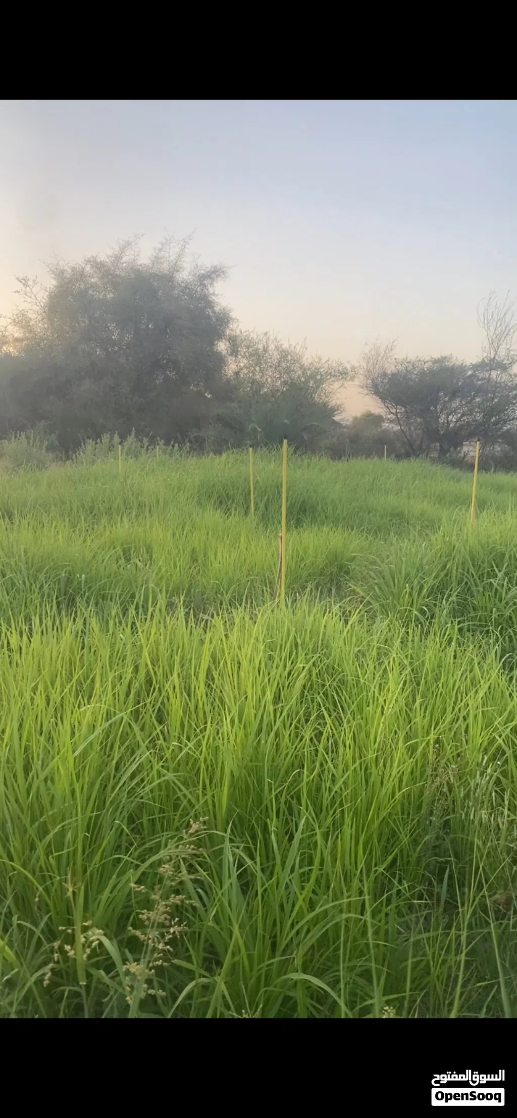 للبيع بازري عماني شوف وصف مهم جدا