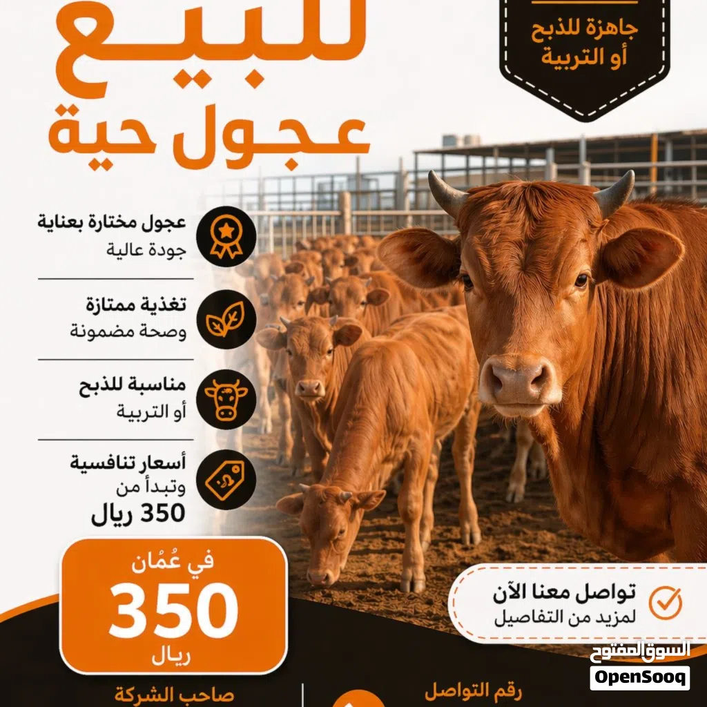 عجول محليه