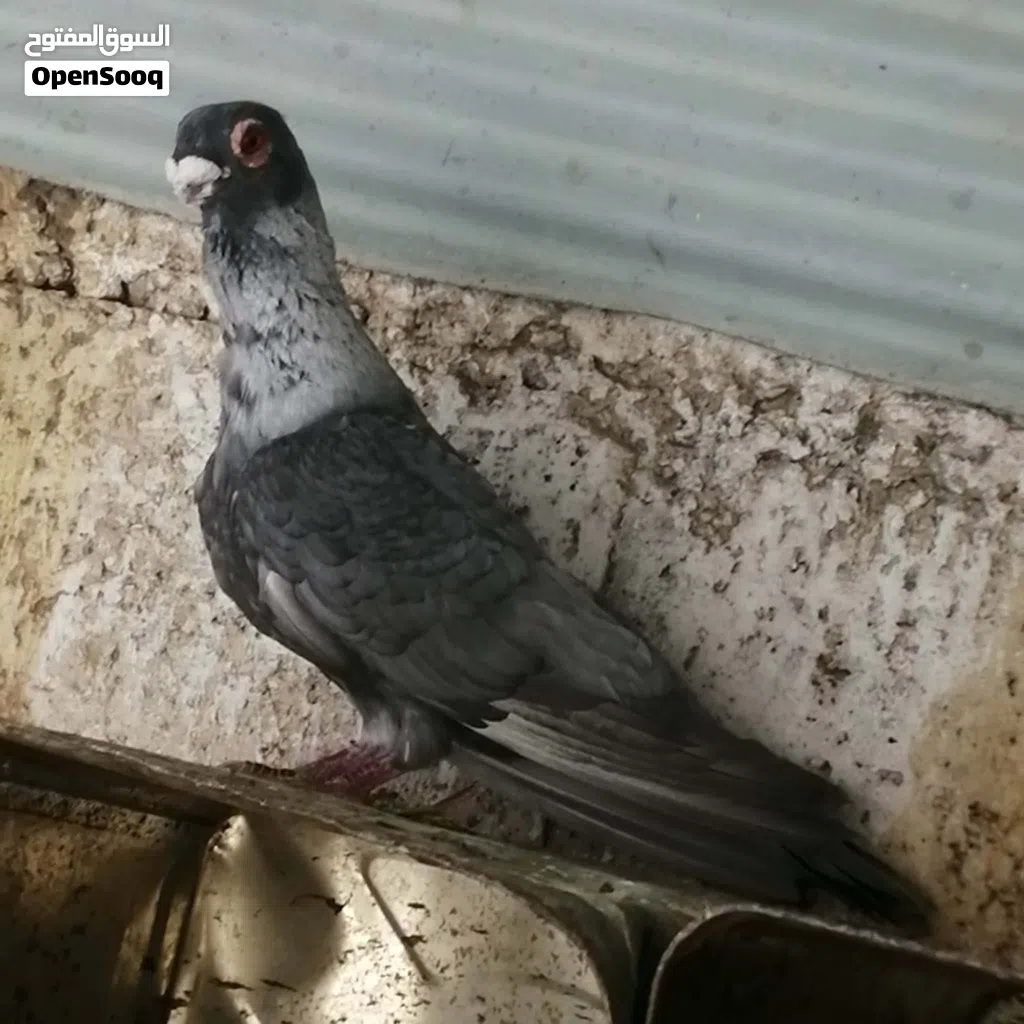 ذكر قرقاطي للبيع