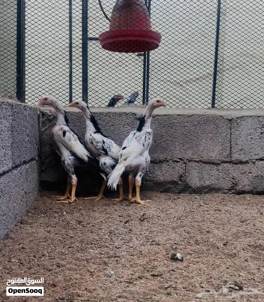 مطلوب مطلوب فروخ شامو ألماني
