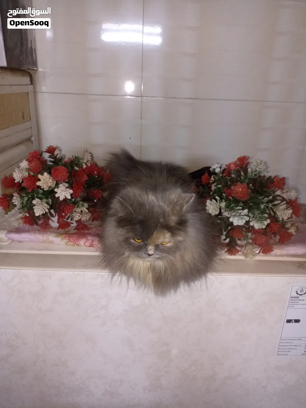 بزونه شيرازي مون فيس نوعية كلش حلوه وراقيه