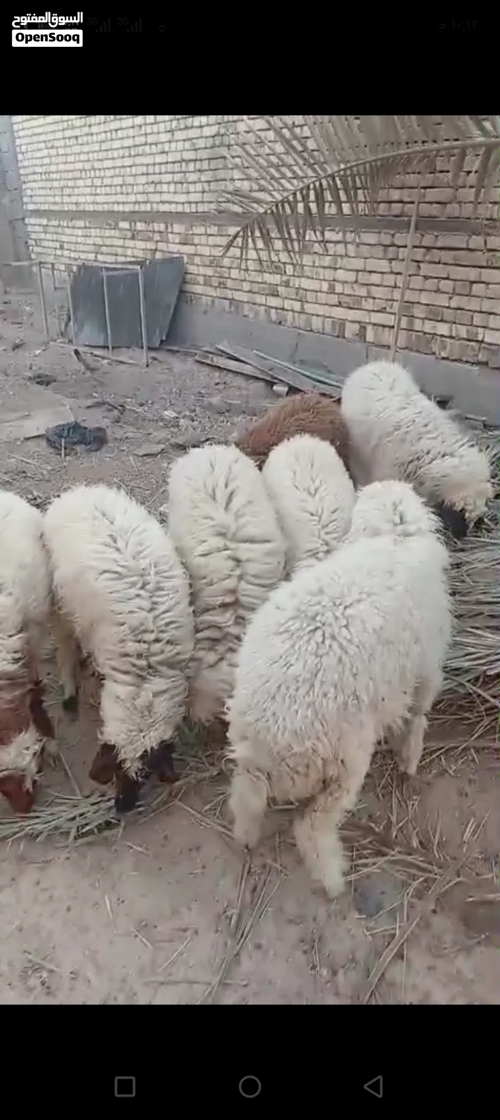 خرفان للبيع في شط العرب التنومه نهر حسن كردلان