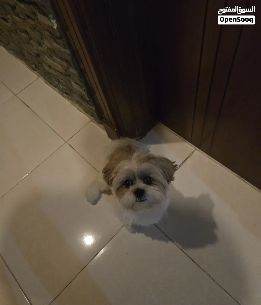shitzu dog for sale