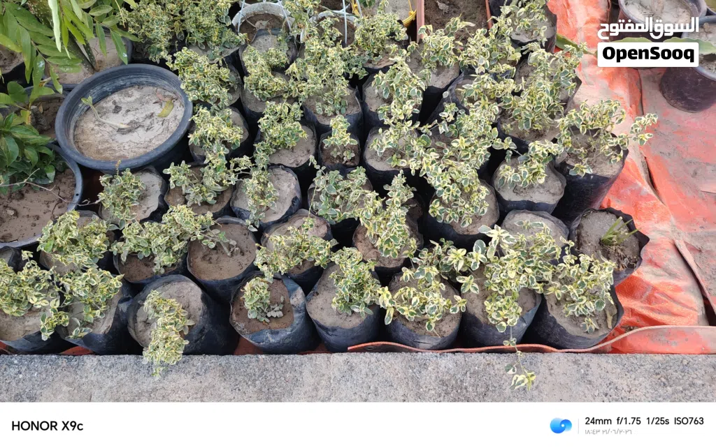 نباتات داخليه جميله. فرصه جيده للمشاتل يتوفر الكثير من الاشجال الحساب متخصص في الاشجار