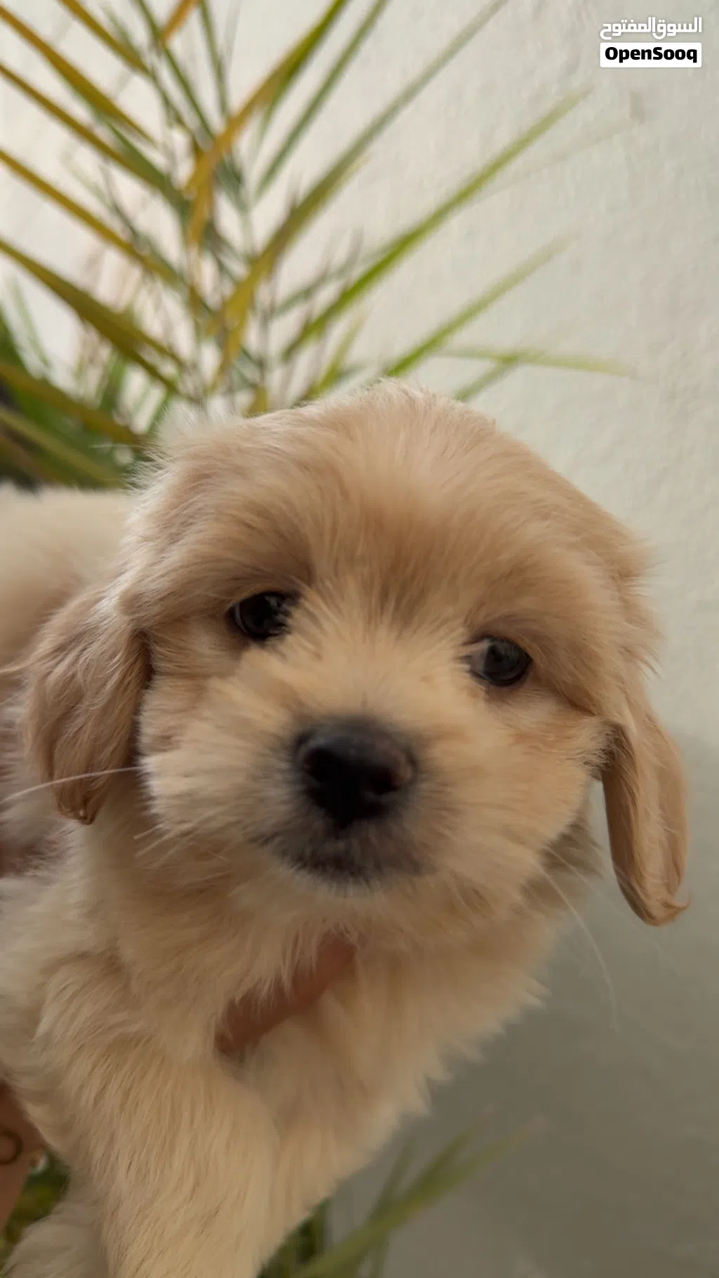 Shie-poo For Sale