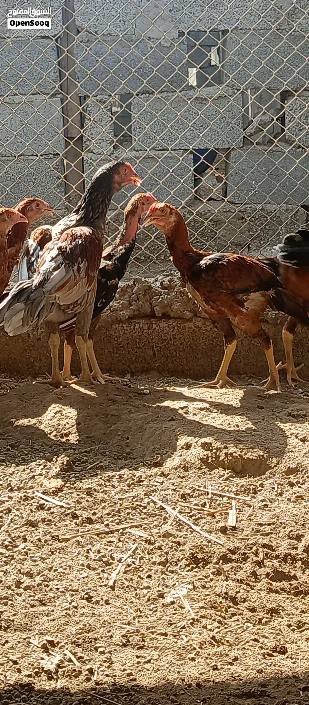 دجاج باكستاني اصل بنجابي