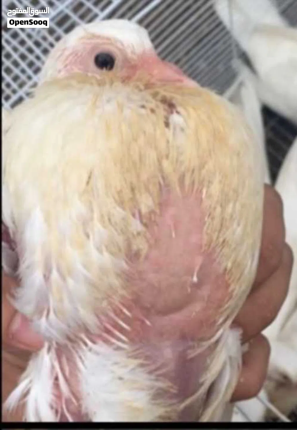 للبيع فروخ حمام لاحم حجم كبير ما شاء الله شوف الوصف تفاصيل ..