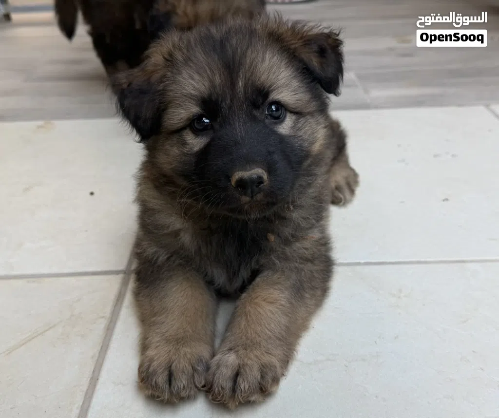 German shepherd purebred long hair black mask. عمر شهرين