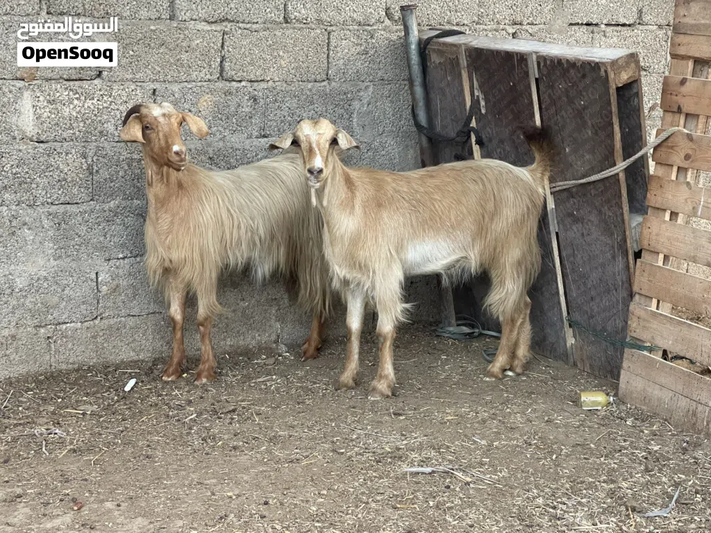 للبيع غنم من حلال الجواميد تابع الوصف