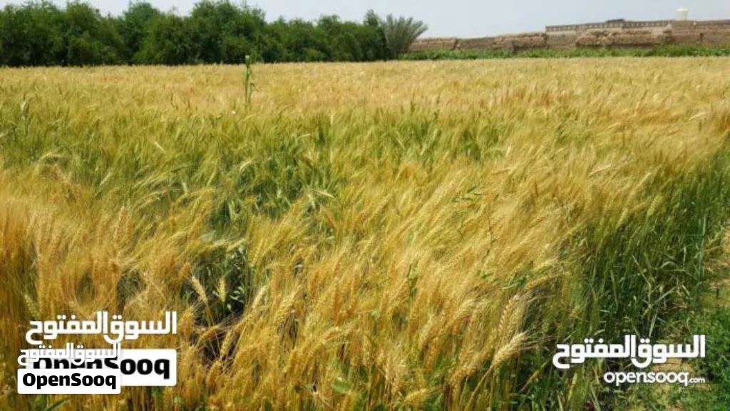مزرعة للبيع
