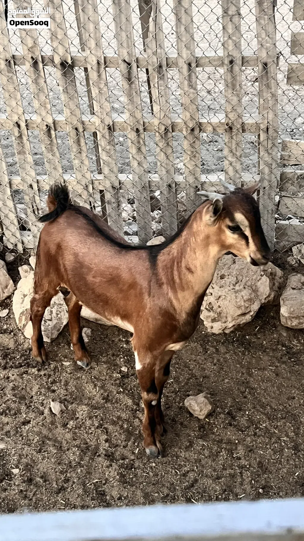سخل للبيع تهجين صلالي