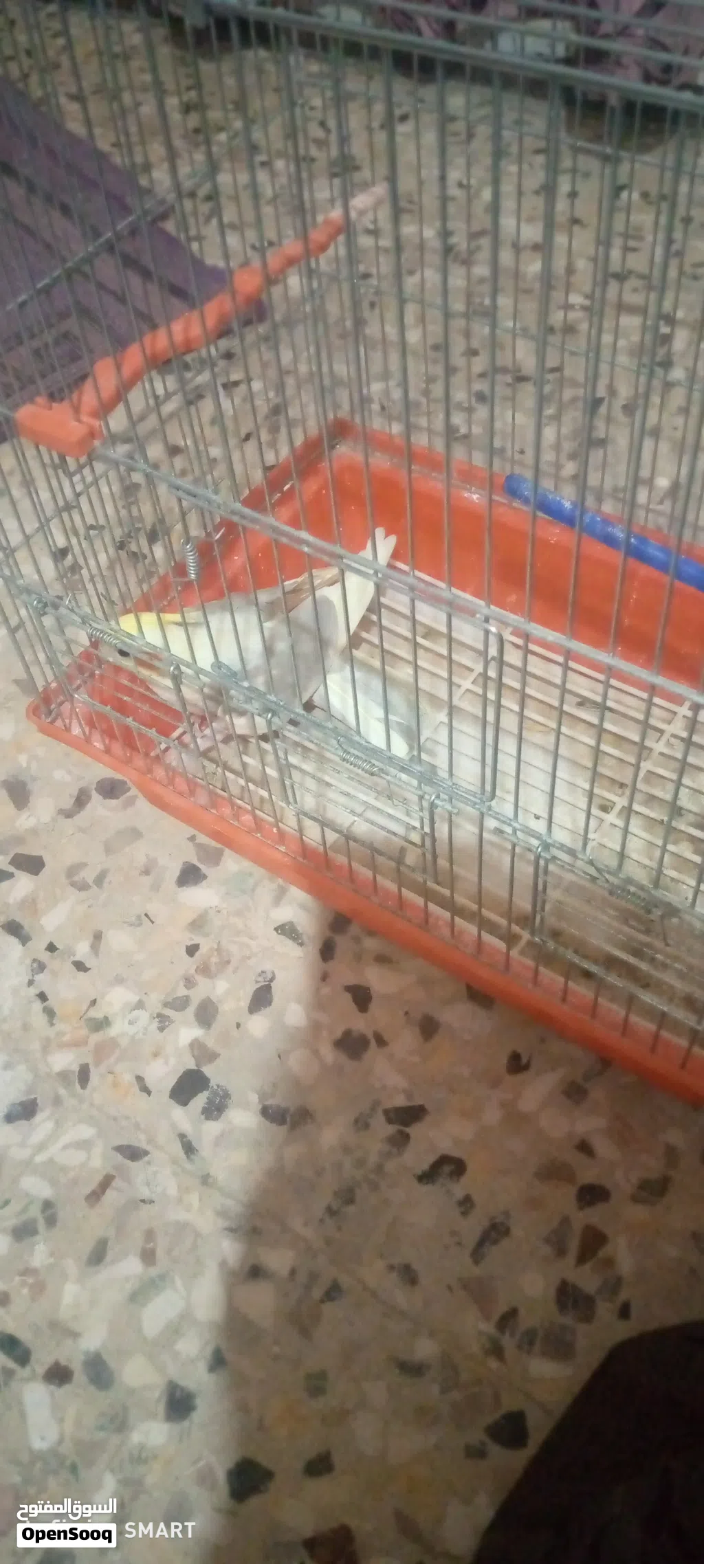 كوكتيل اليف طيرة الاتصال على