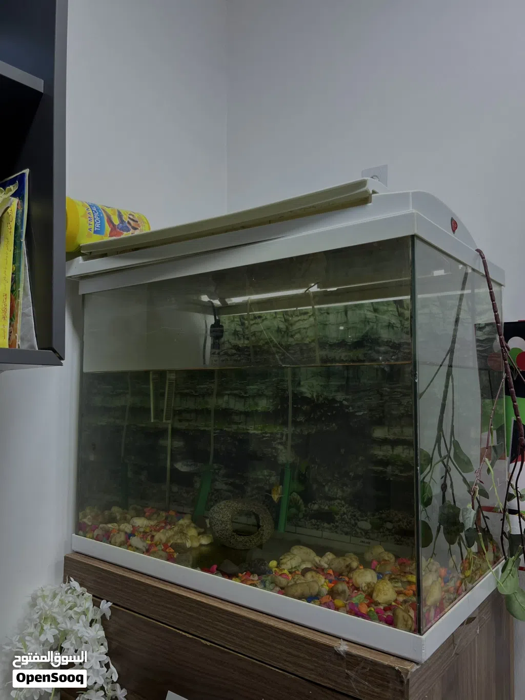 Fish Aquarium