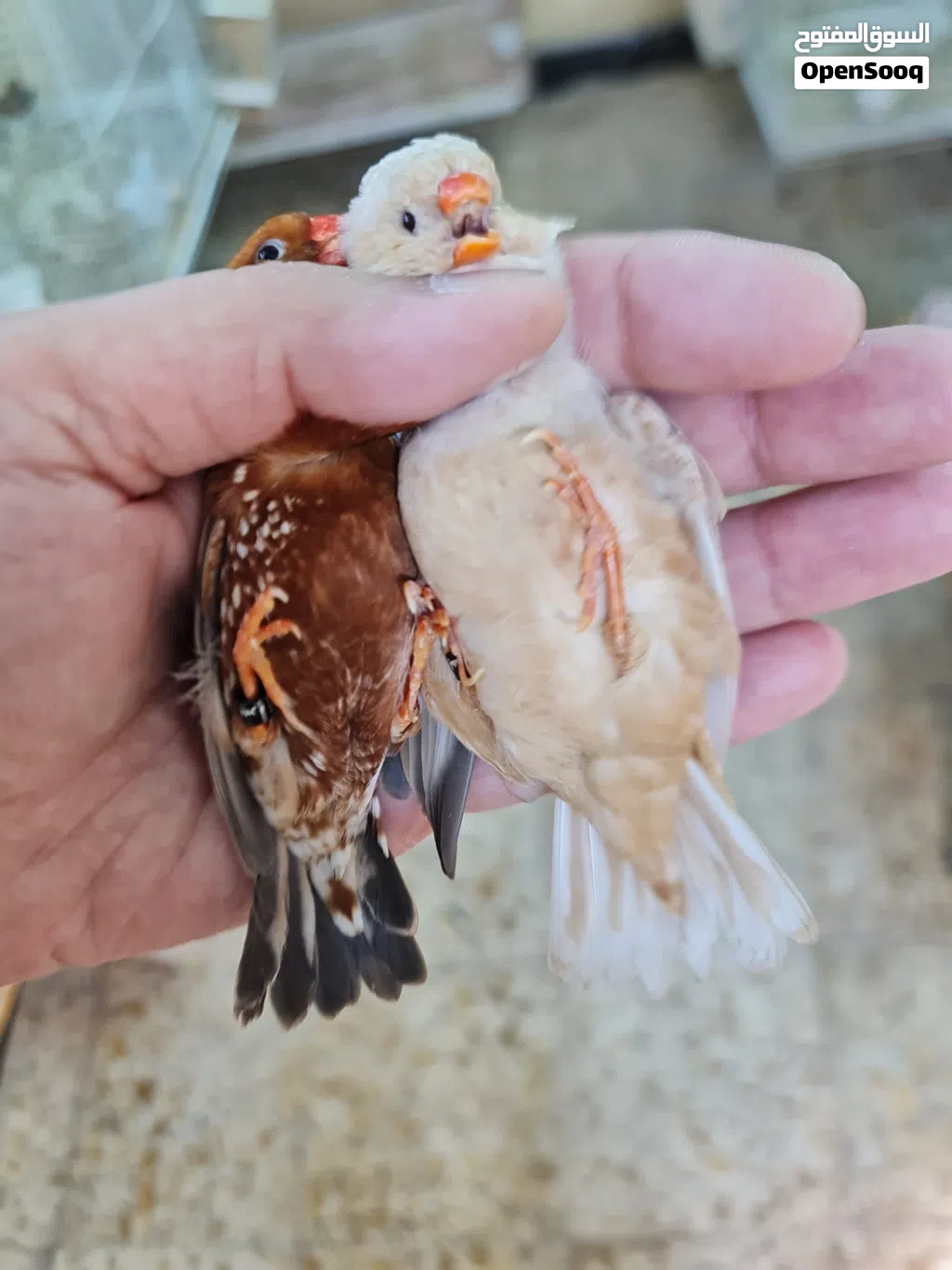 زيبرا فول اورنج