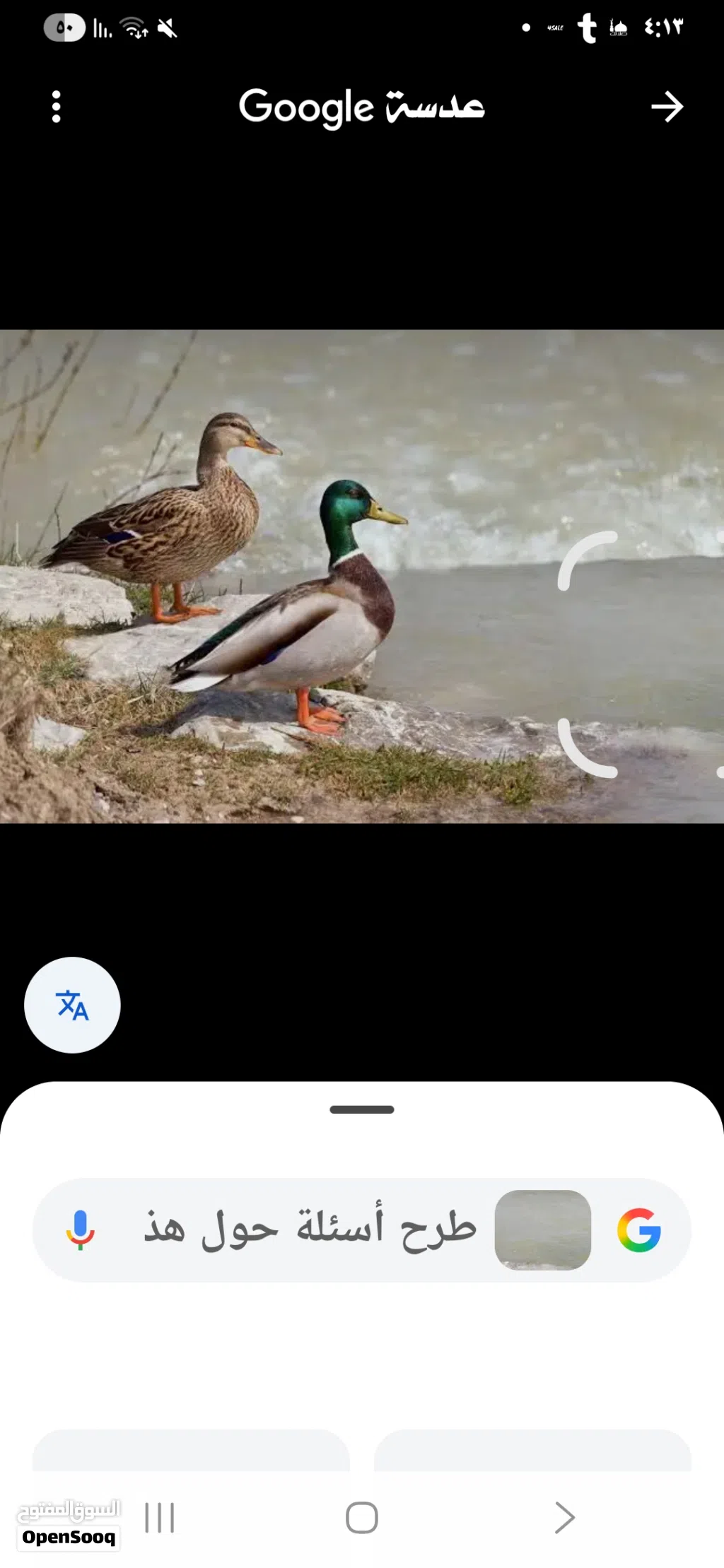 بط خضاري الطائر